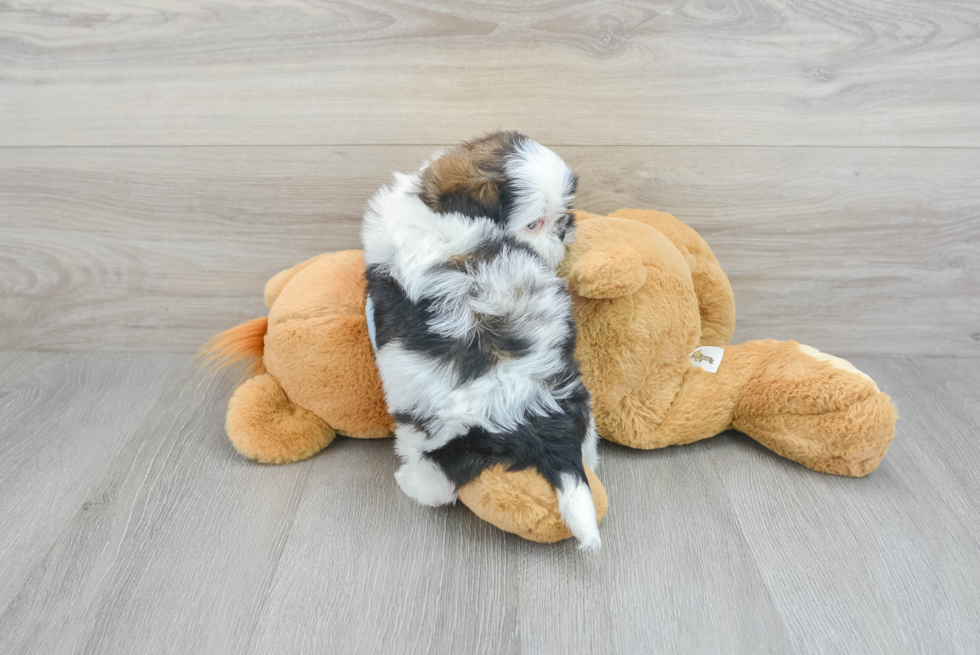 Shih Tzu Pup Being Cute