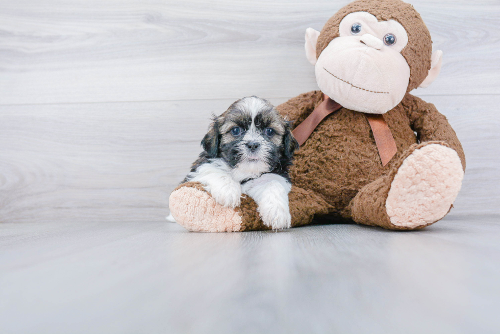 Shih Tzu Pup Being Cute