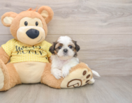 5 week old Shih Tzu Puppy For Sale - Premier Pups
