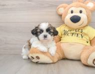 5 week old Shih Tzu Puppy For Sale - Premier Pups