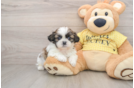 Shih Tzu Pup Being Cute