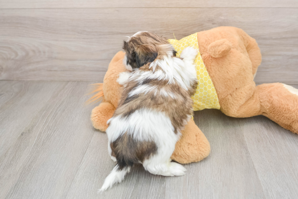 Happy Shitzu Purebred Puppy