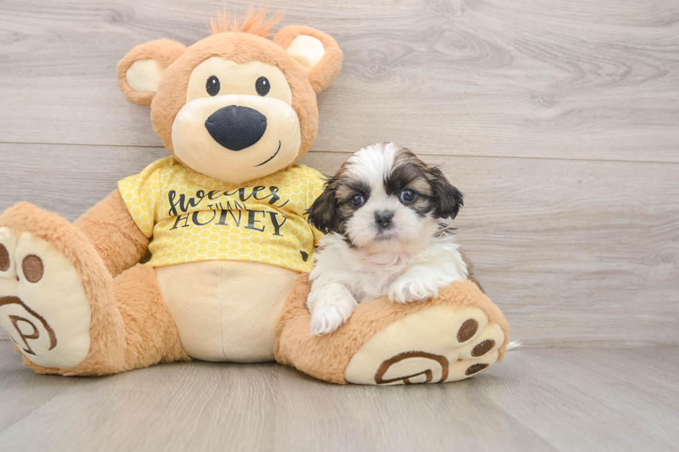 Hypoallergenic Shih Tzu Purebred Pup