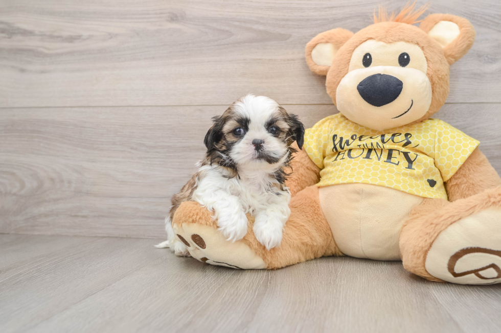 Shih Tzu Pup Being Cute