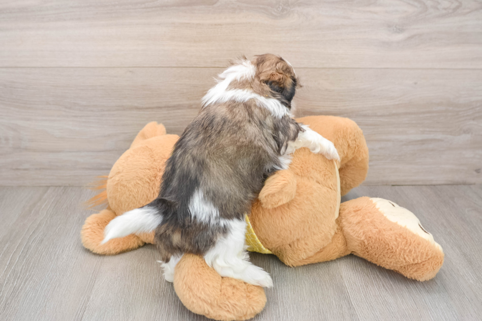 Shih Tzu Puppy for Adoption