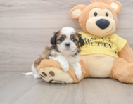 5 week old Shih Tzu Puppy For Sale - Premier Pups