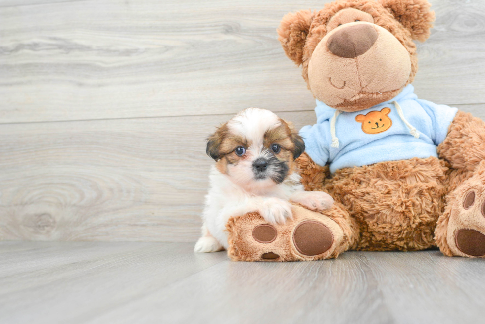 Funny Shih Tzu Baby