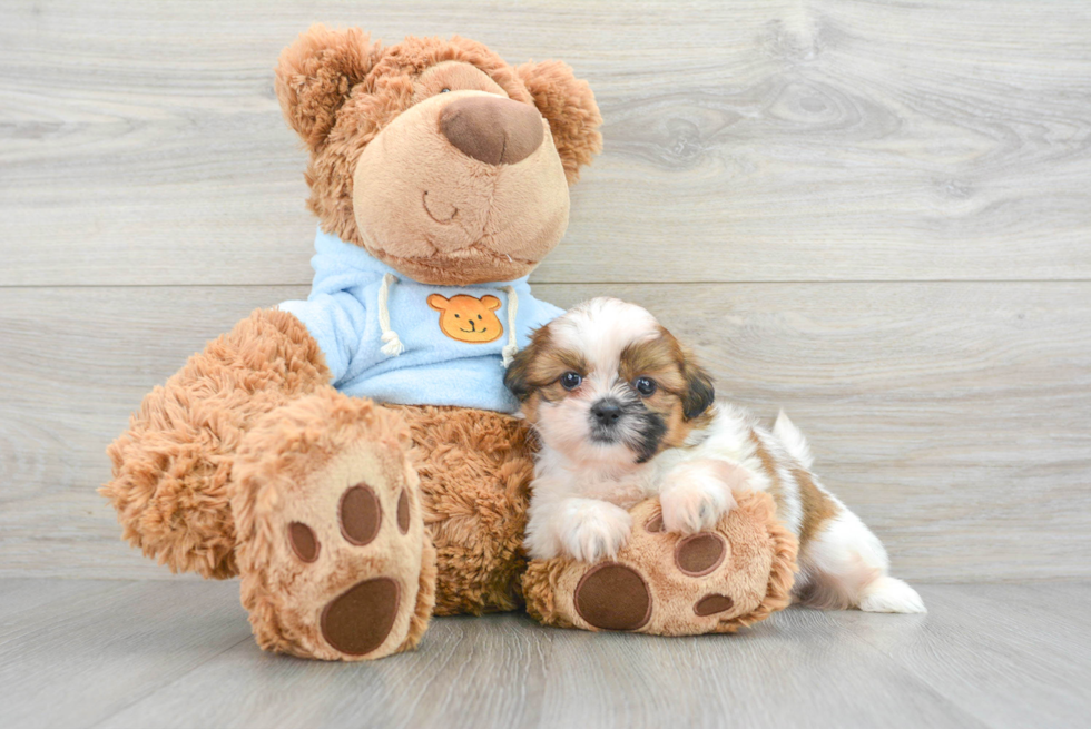 Shih Tzu Pup Being Cute