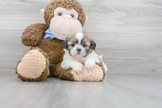 Little Shih Tzu Purebred Pup