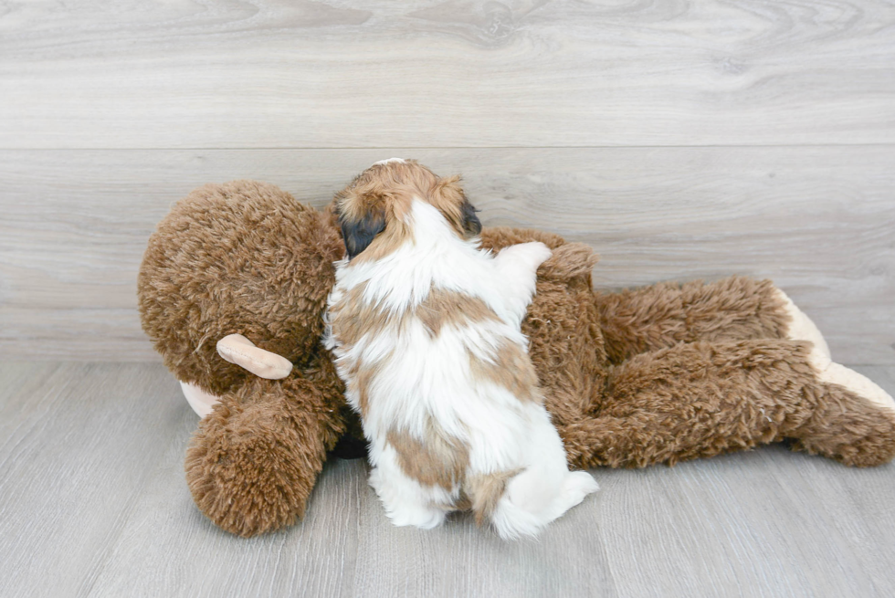 Playful Shih Tzu Purebred Pup