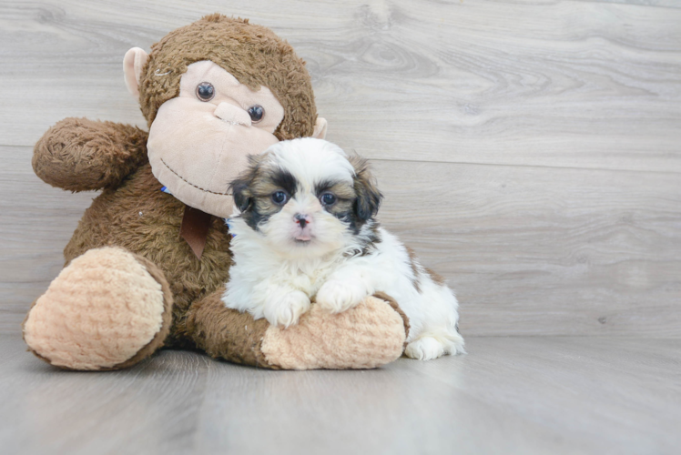 Playful Shih Tzu Purebred Pup