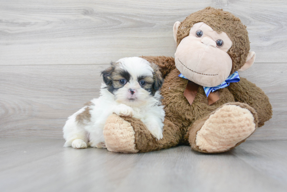 Shih Tzu Pup Being Cute