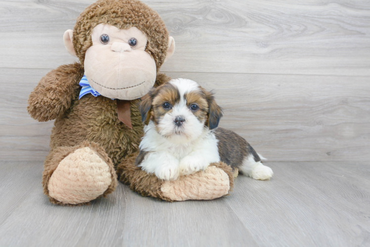 Best Shih Tzu Baby