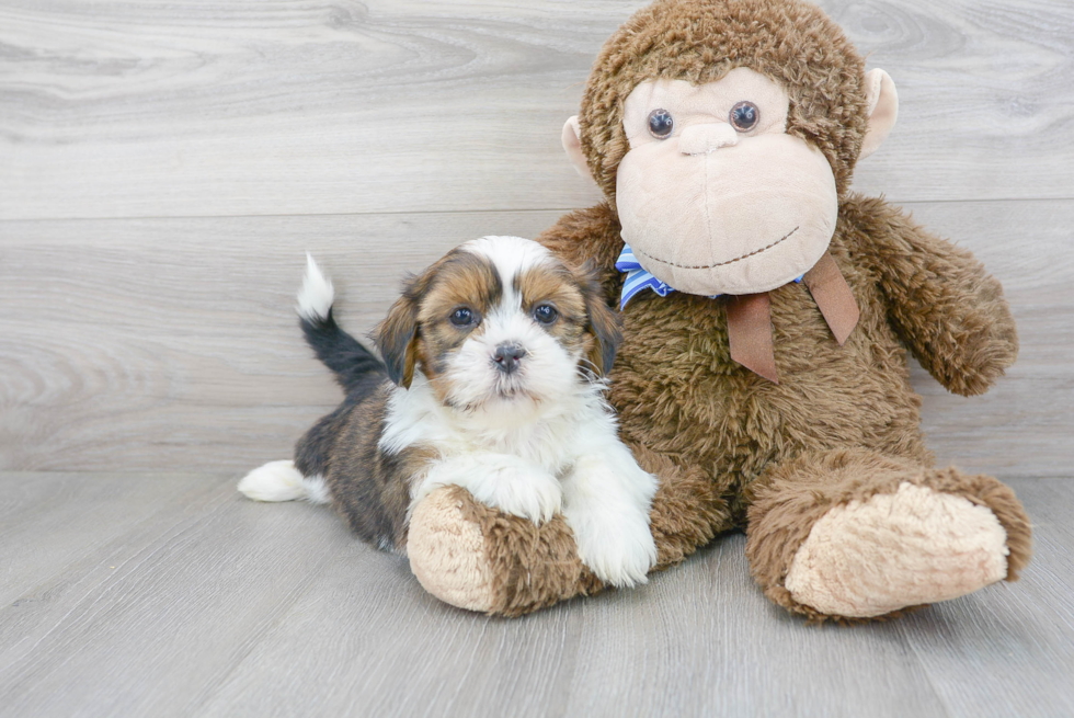 Best Shih Tzu Baby
