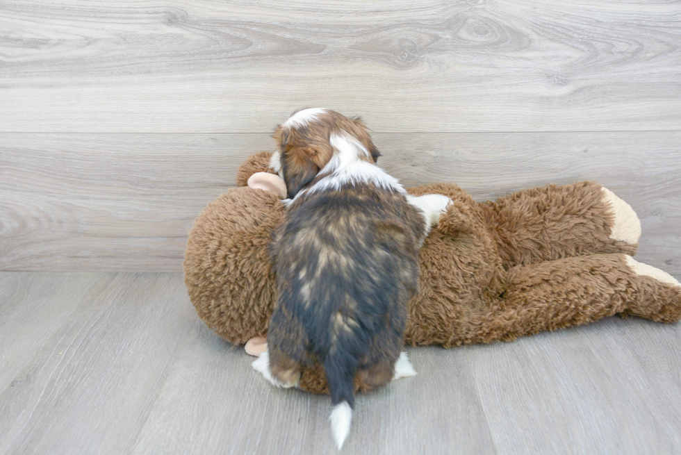 Cute Shih Tzu Purebred Pup