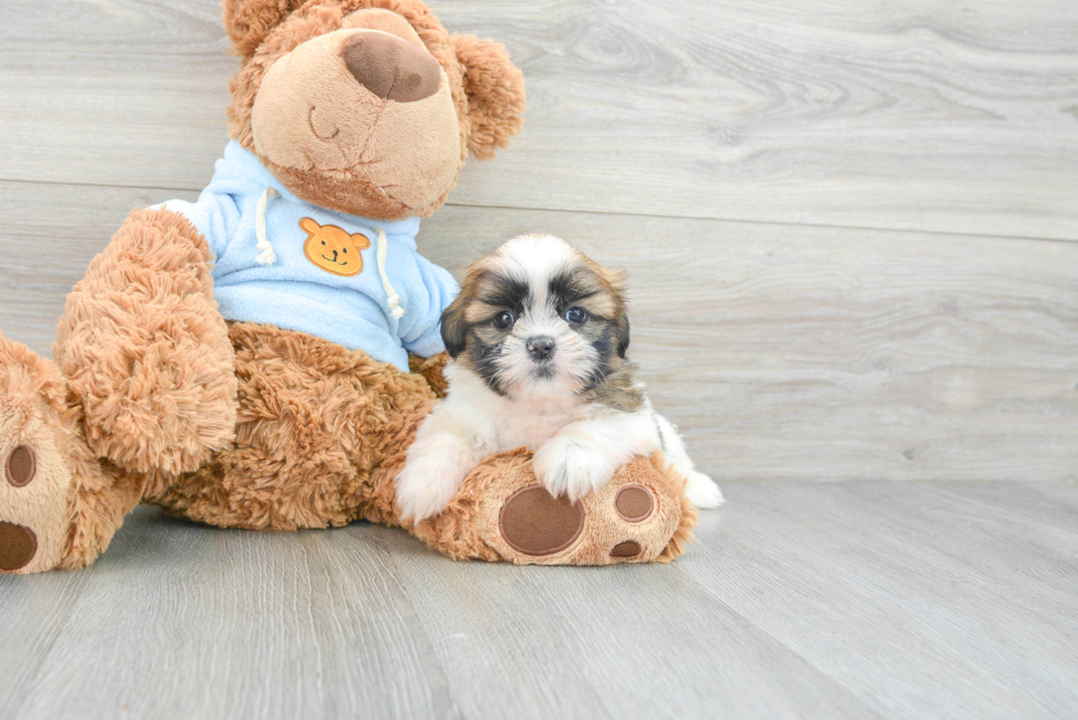 Best Shih Tzu Baby