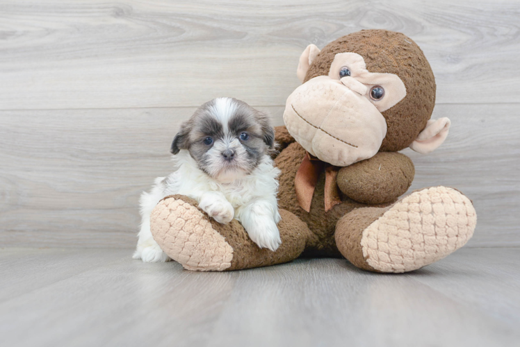 Shih Tzu Pup Being Cute