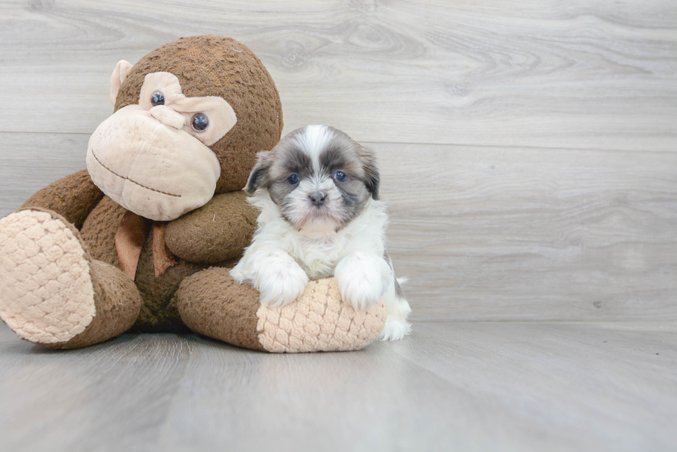 Shih Tzu Pup Being Cute