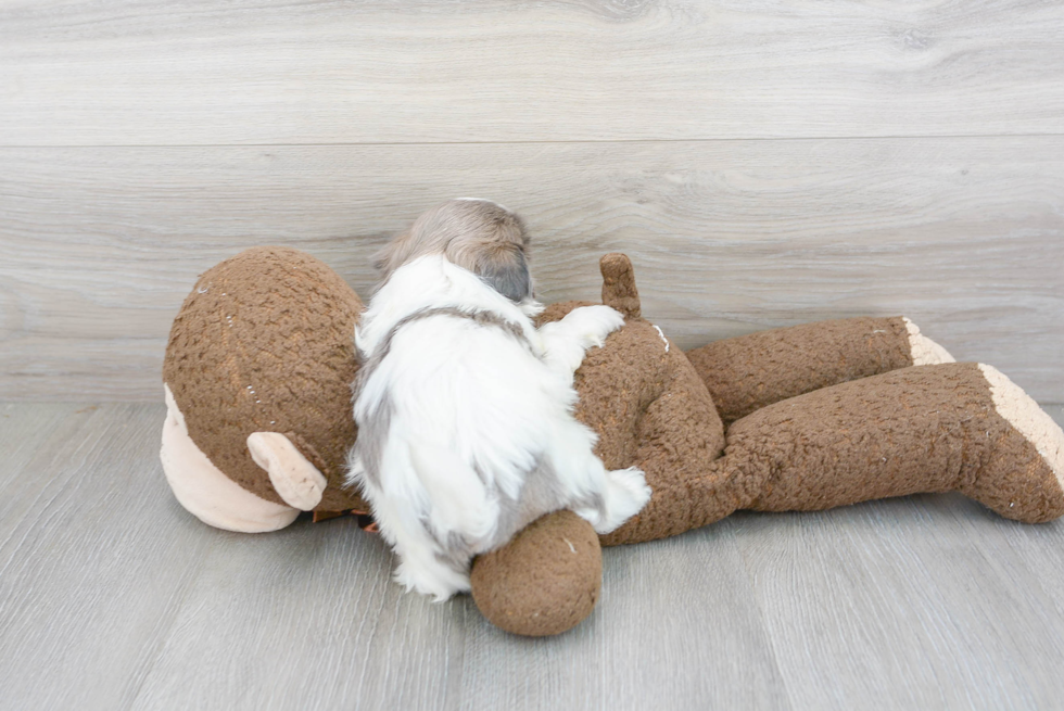 Small Shih Tzu Purebred Pup