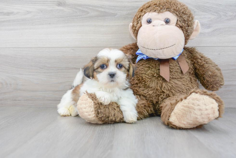 Friendly Shih Tzu Baby