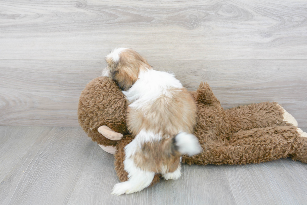 Adorable Shitzu Purebred Puppy