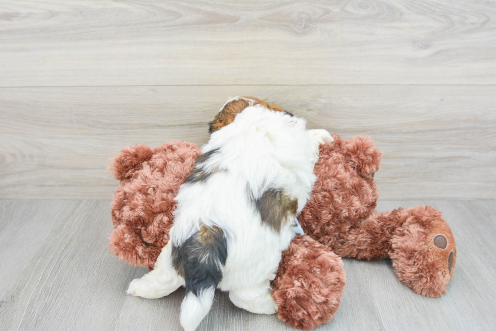 Shih Tzu Pup Being Cute