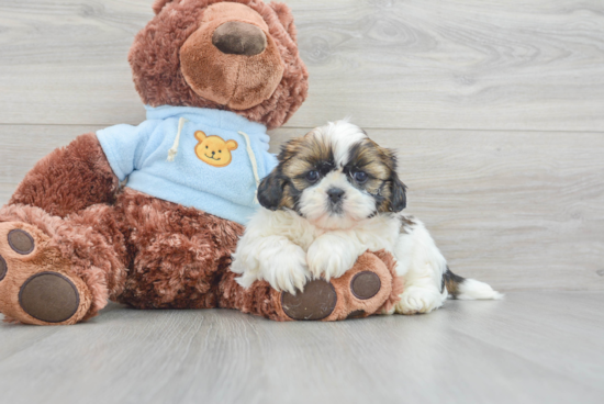 Shih Tzu Pup Being Cute