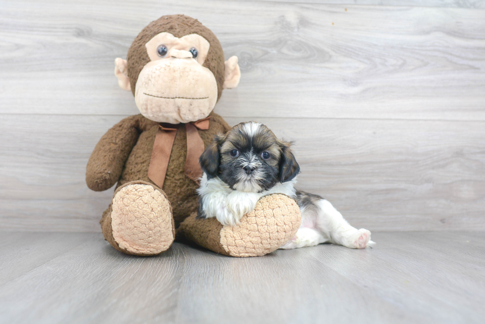 Playful Shih Tzu Baby