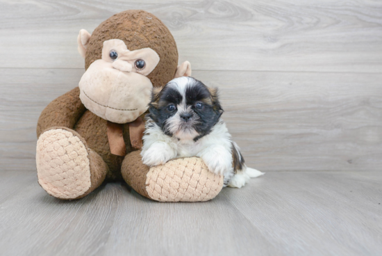 Hypoallergenic Shih Tzu Purebred Pup