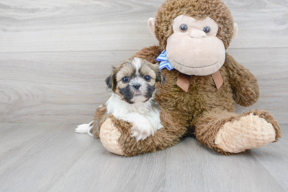 Shih Tzu Puppy for Adoption