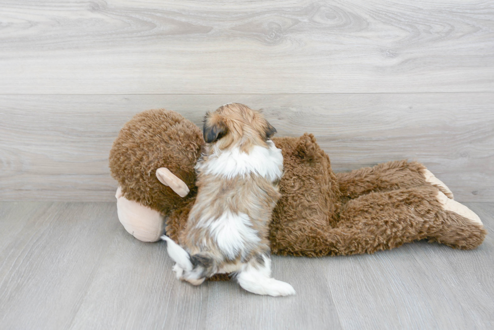 Shih Tzu Pup Being Cute