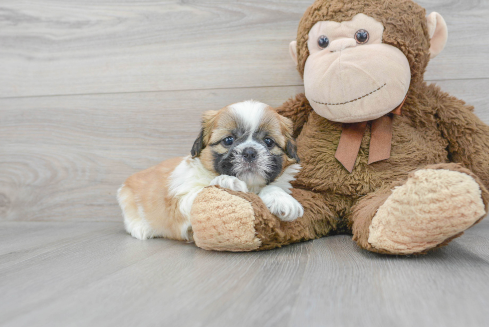 Best Shih Tzu Baby
