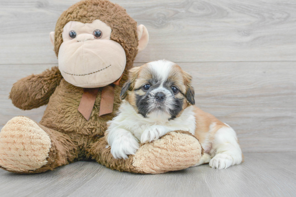 Shih Tzu Puppy for Adoption