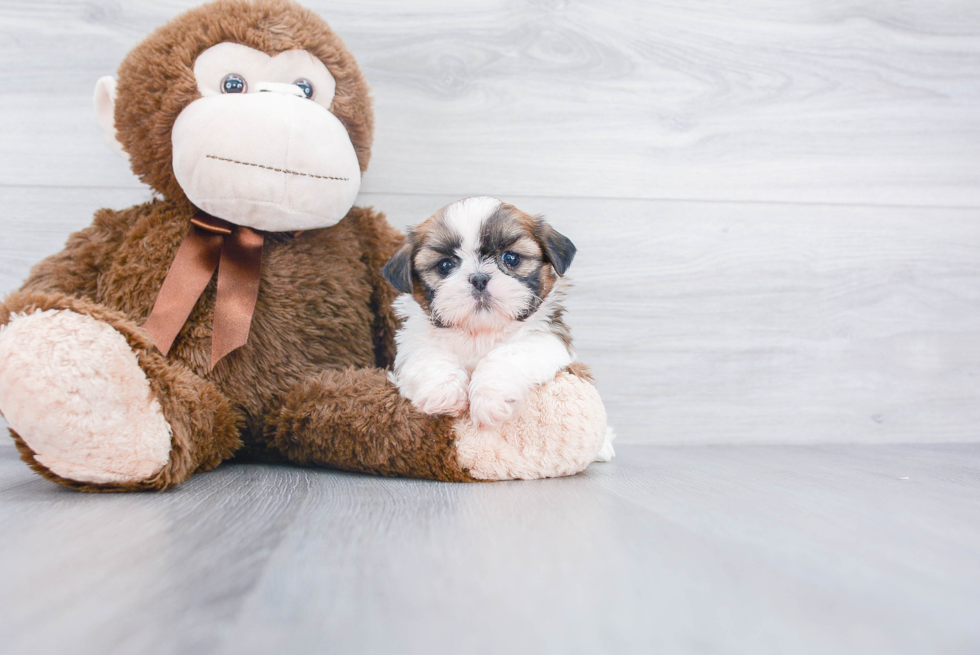 Smart Shitzu Purebred Puppy