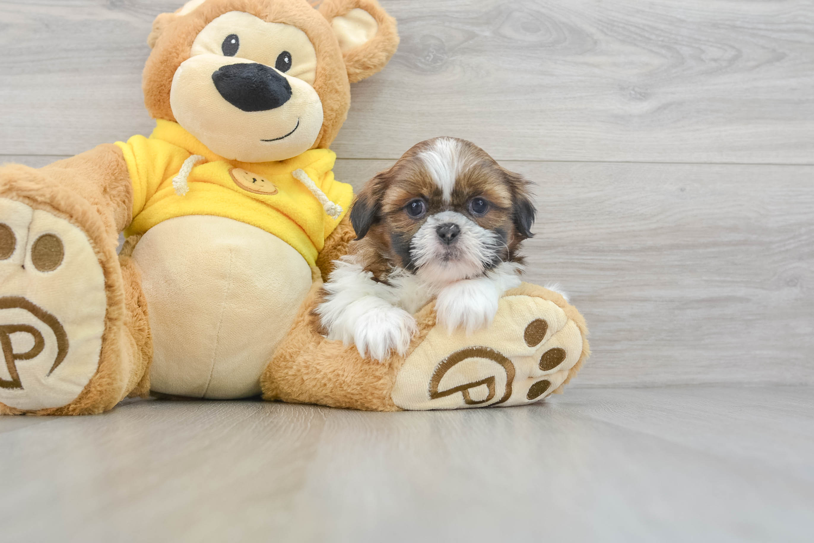 Adorable Shih Tzu Xavier: 4lb 4oz Purebred Puppy
