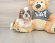 6 week old Shih Tzu Puppy For Sale - Premier Pups