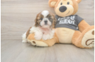 Small Shih Tzu Baby