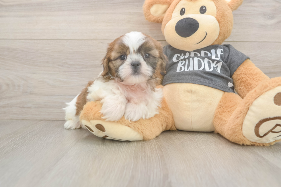 Small Shih Tzu Baby