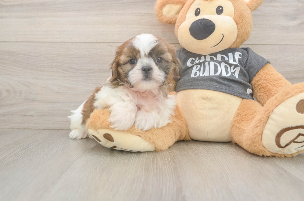 6 week old Shih Tzu Puppy For Sale - Premier Pups
