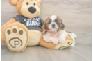 Best Shih Tzu Baby