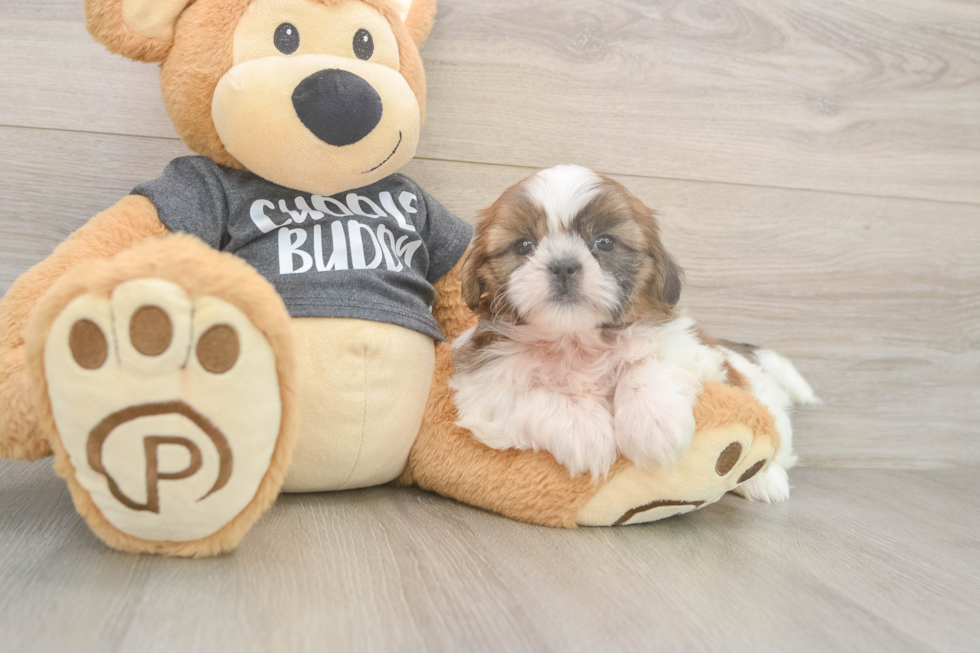Best Shih Tzu Baby