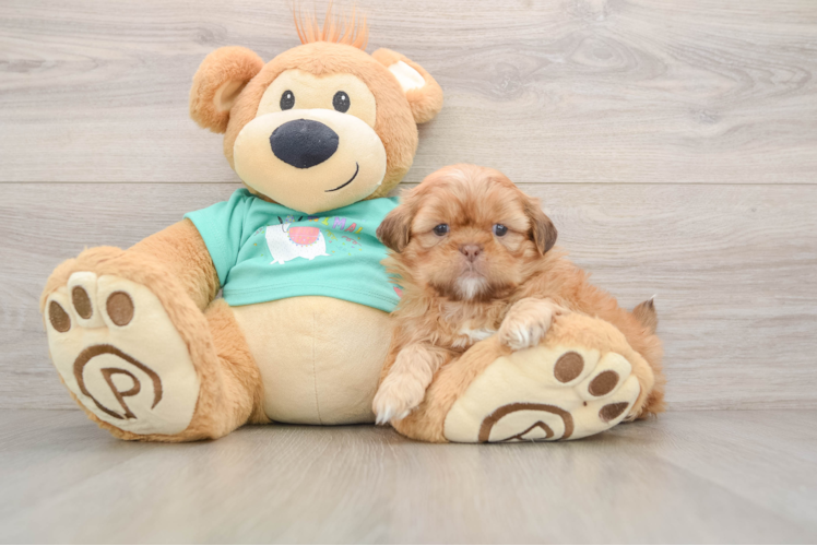 Shih Tzu Pup Being Cute