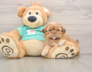 5 week old Shih Tzu Puppy For Sale - Premier Pups