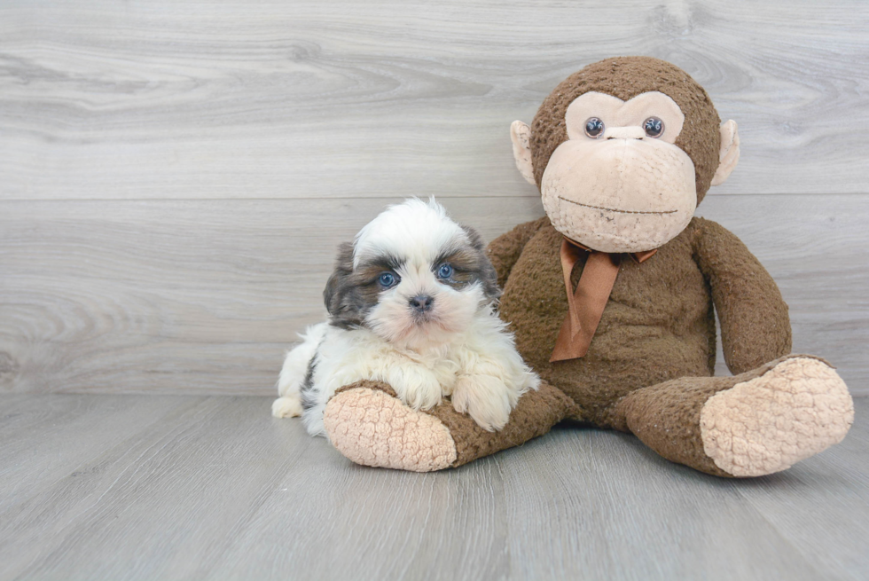 Playful Shih Tzu Purebred Pup