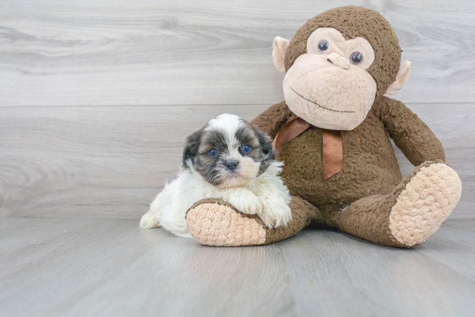 Shih Tzu Pup Being Cute