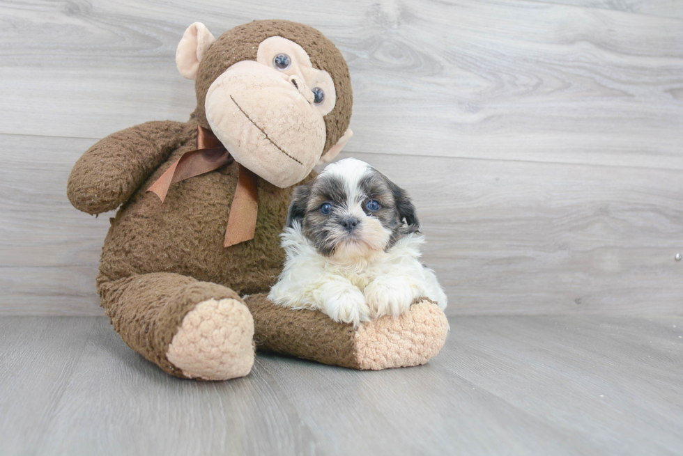 Shih Tzu Puppy for Adoption