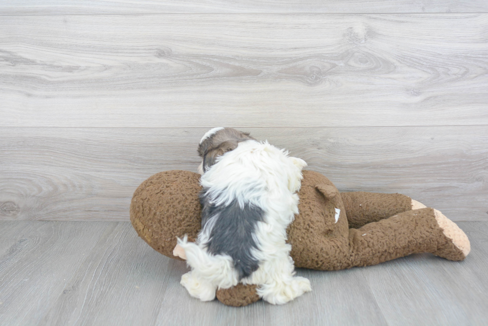 Small Shih Tzu Purebred Pup