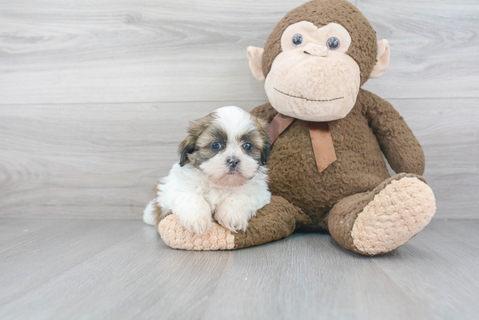 Hypoallergenic Shih Tzu Baby