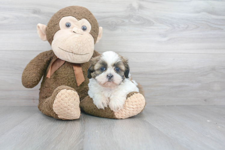 Hypoallergenic Shih Tzu Baby