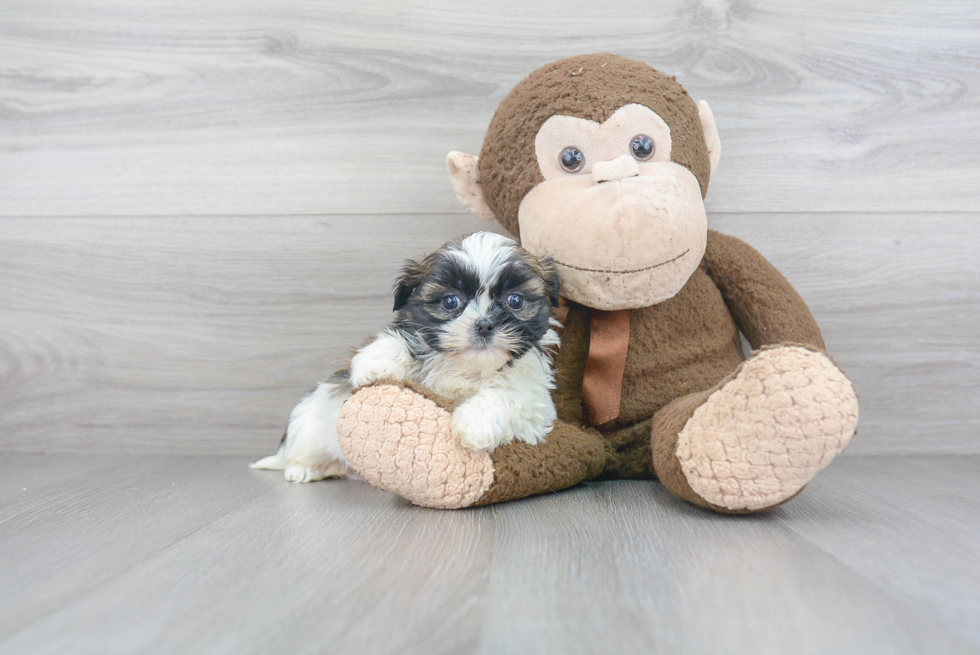 Shih Tzu Pup Being Cute